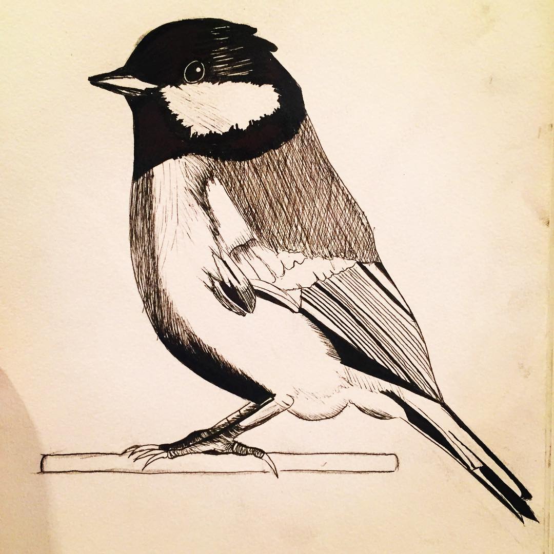 drawing of a bird
